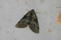 Tephronia sepiaria