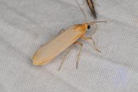 Katha depressa