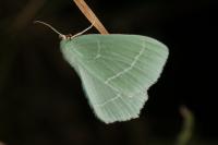 Hemistola chrysoprasaria