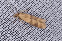 Homoeosoma sinuella