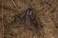 Hyloicus pinastri/maurorum