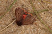 Phragmatobia fuliginosa