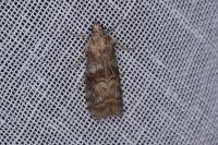 Phycita roborella