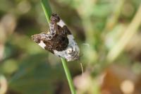 Acontia lucida