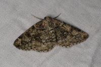 Cleorodes lichenaria
