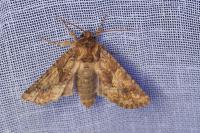 Conisania luteago olbiena