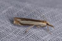 Crambus pascuella