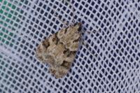 Eudonia delunella