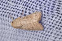Hoplodrina ambigua/blanda