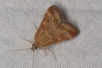 Pyrausta despicata
