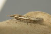 Agriphila tristella