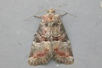 Litoligia literosa