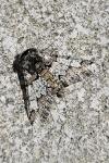 Biston strataria