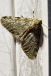 Phigalia pilosaria