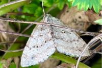 Colostygia multistrigaria