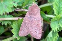 Orthosia cerasi