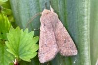 Orthosia cruda
