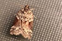 Nycteola siculana