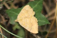 Camptogramma bilineata