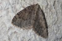 Triphosa tauteli