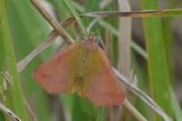 Lythria purpuraria