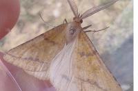 Aspitates ochrearia