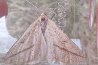 Aspitates gilvaria