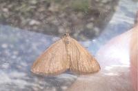 Minoa murinata