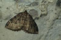 Triphosa dubitata