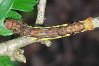Erannis defoliaria