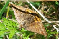 Euclidia glyphica