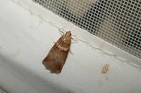 Acrobasis tumidana