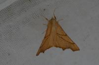 Ennomos fuscantaria