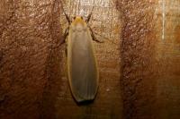 Katha depressa