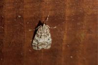 Scoparia
