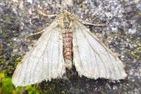 Phigalia pilosaria