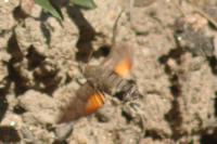 Macroglossum stellatarum