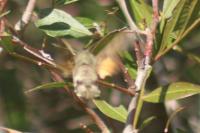 Macroglossum stellatarum