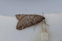 Alsophila aescularia