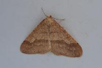 Phigaliohybernia marginaria
