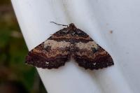 Earophila badiata