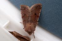 Orthosia incerta