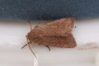 Orthosia cruda