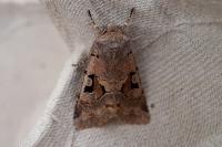 Orthosia gothica