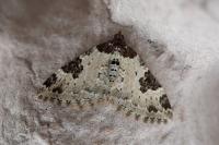 Xanthorhoe fluctuata