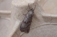 Pachycnemia hippocastanaria hippocastanaria