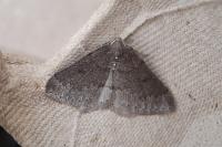 Aleucis distinctata