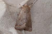 Orthosia cerasi