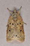 Nycteola revayana