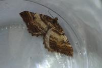 Earophila badiata